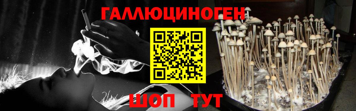 Галлюциногенные грибы Psilocybe Энгельс